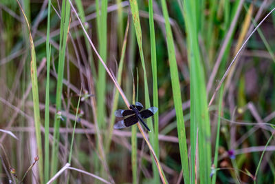 Close-up of insect on grass