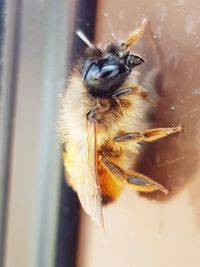 Close-up of bee pollinating on flower