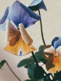 flowering plant