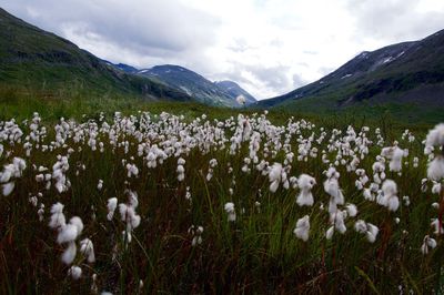 Flowers growing in field