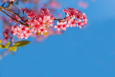 Low angle view of cherry blossoms against blue sky