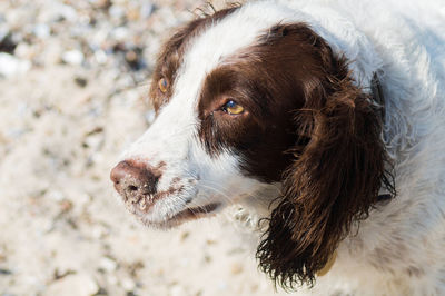 Close-up of dog