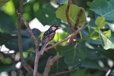 Close-up of bird perching on tree