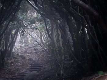 Trees in forest