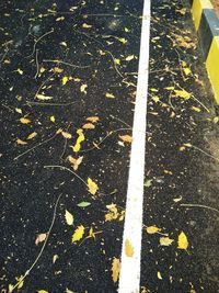 High angle view of yellow leaves on street