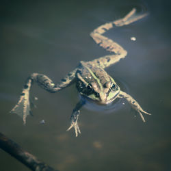 Close-up of turtle in water