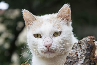 Close-up portrait of white cat by wood