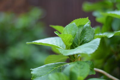 Close-up of leaves