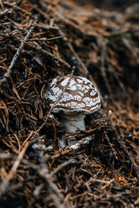 Close-up of mushroom growing on field