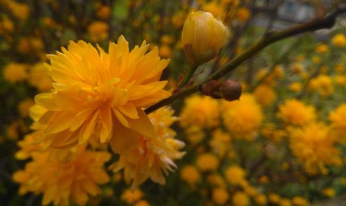 Close-up of yellow flower