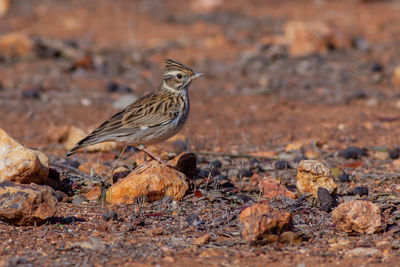 Close-up of bird perching on a land