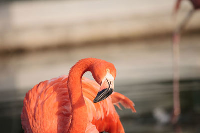 Close-up of a bird against the sea