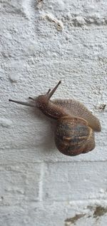 Close-up of snail