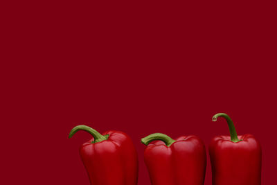 Close-up of red chili pepper against colored background