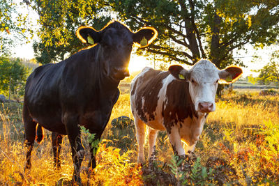 Two cows standing in pasture