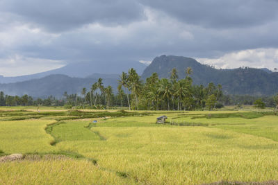 Scenic view of trees on field against sky