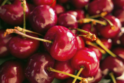 Close-up of red berries