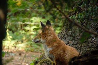 Dog on tree