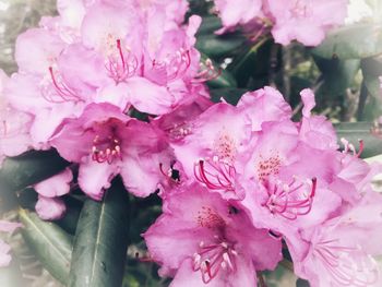 Close-up of pink flowers