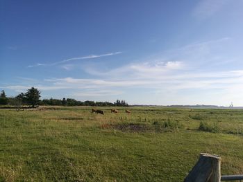 Cows grazing on field against sky