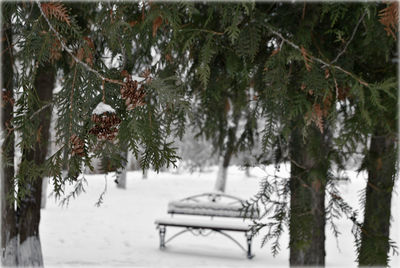 Trees on snow covered land