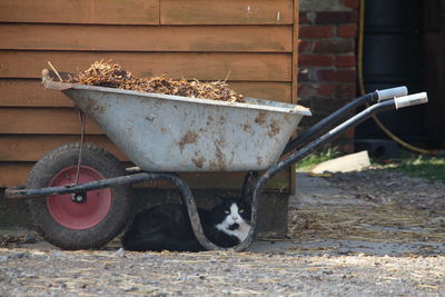 Cat and wheelbarrow