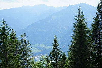 Scenic view of pine trees against sky