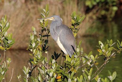 View of bird perching on plant