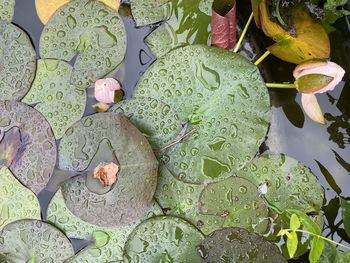 High angle view of lily pads in garden