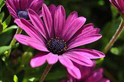 Close-up of pink flower