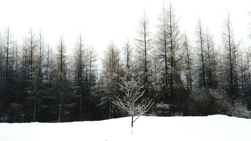 Close-up of snow covered trees in forest against clear sky