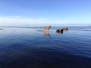 View of horse in sea against sky