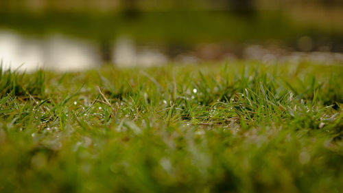 Close-up of raindrops on grass