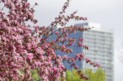 Low angle view of pink flowering tree against building