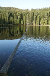 Scenic view of lake in forest against sky