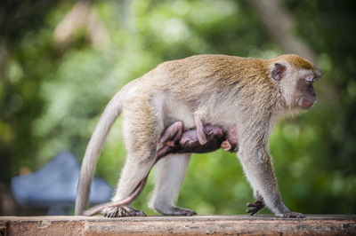 Side view of monkey with infant on retaining wall