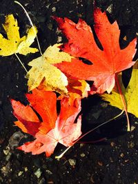 Close-up of maple leaves