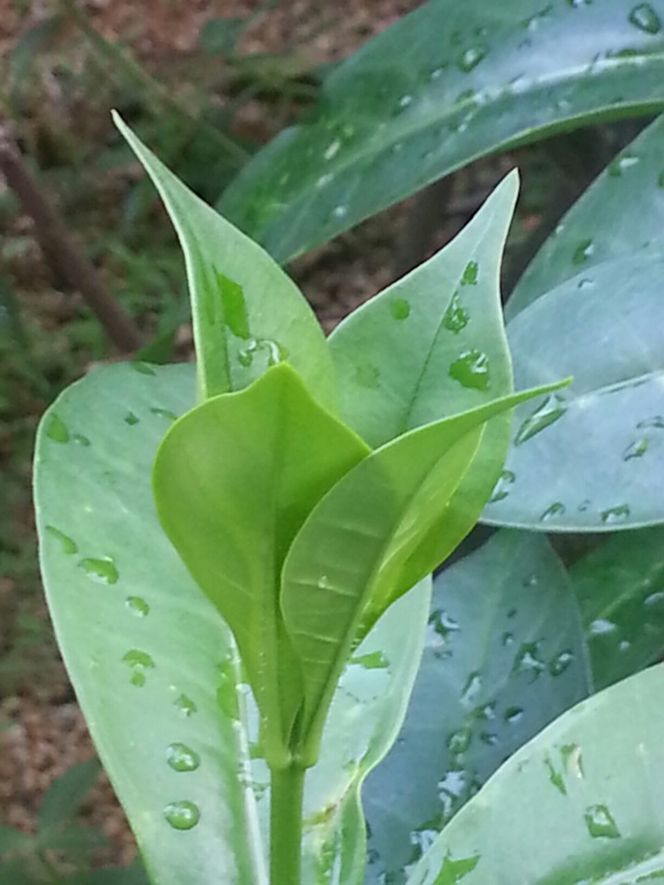 leaf, green color, close-up, water, growth, plant, nature, leaf vein, drop, focus on foreground, freshness, leaves, wet, green, beauty in nature, fragility, day, outdoors, high angle view, no people