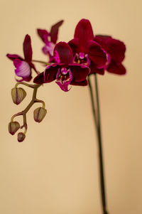 Close-up of flowers