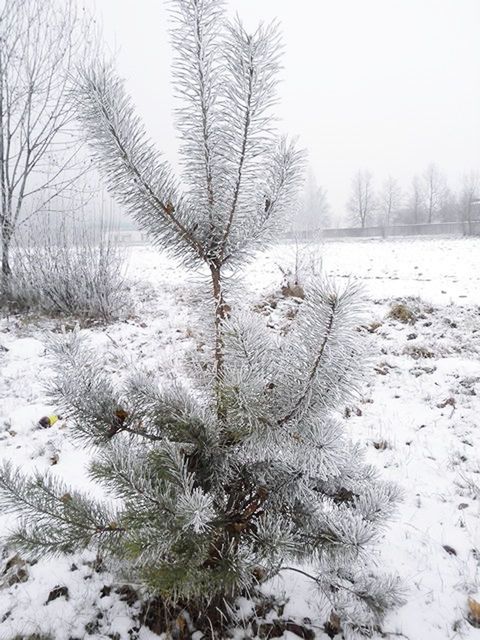 winter, snow, cold temperature, weather, season, bare tree, frozen, covering, tranquility, nature, tree, tranquil scene, field, landscape, white color, beauty in nature, covered, cold, snow covered, clear sky