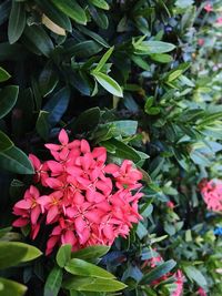 Close-up of pink flowers