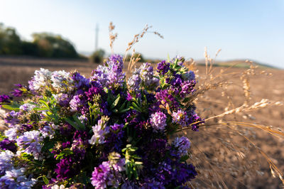 Close-up of purple flowering plants on field