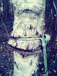 Close-up of tree trunk