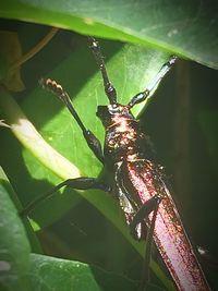 Close-up of plant