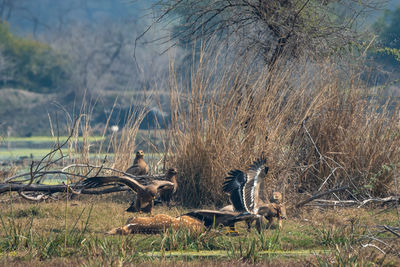 View of birds on field