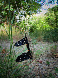 Butterfly on a grass