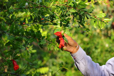 Farmer checking and controlling pomegranate flowers on the tree with lens for growth. 