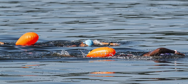 Fish swimming in sea