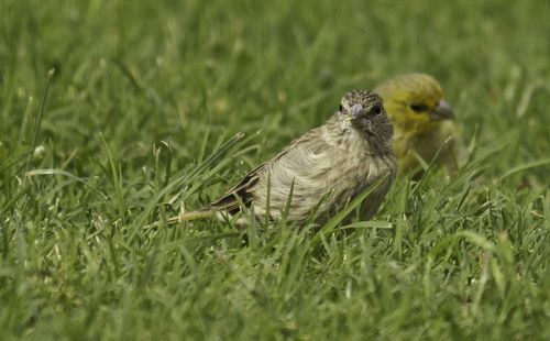 Close-up of house finches perching on grassy field