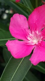 Close-up of pink flower blooming outdoors